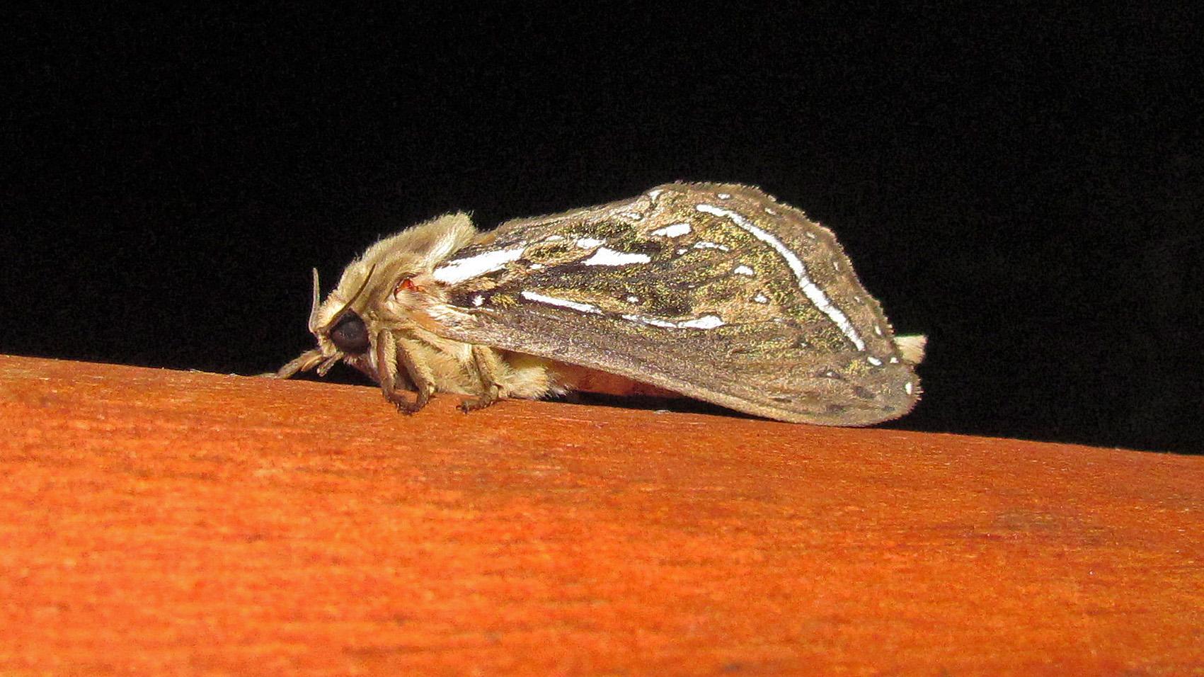 Una polilla del grupo Exoporia, Callipielus sp. (familia Hepialidae). Una polilla del grupo Exoporia, Callipielus sp. (familia Hepialidae).