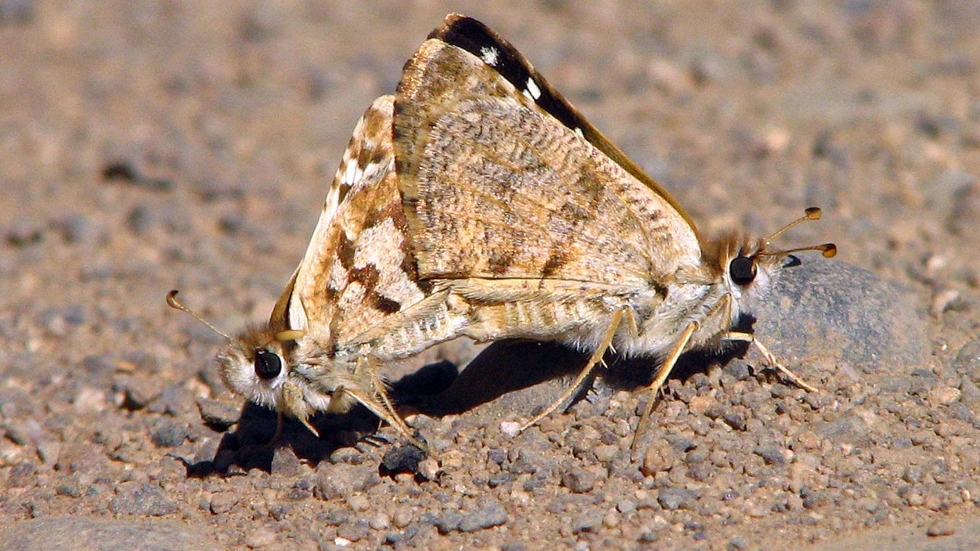 Pareja de mariposas Hesperiidae copulando. Pareja de mariposas Hesperiidae copulando.