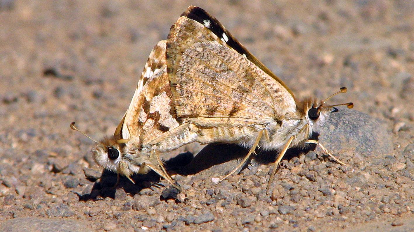 Pareja de mariposas Hesperiidae copulando.