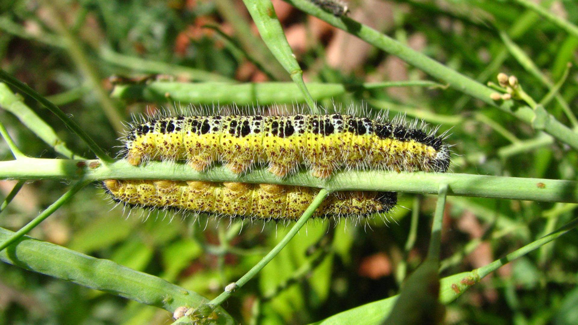 Larva de Pieris brassicae