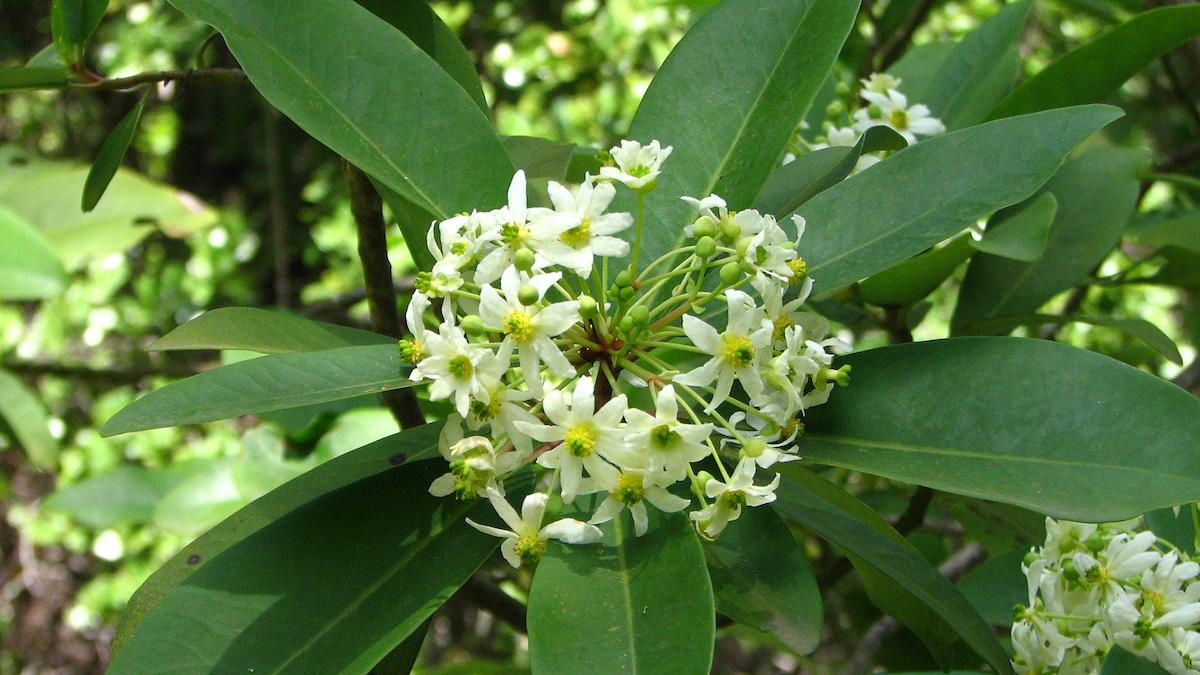 Canelo en flor.