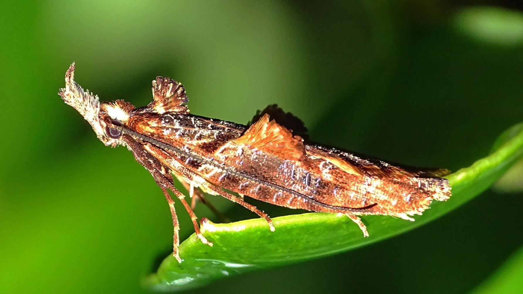 Endothamna marmarocyma Meyrick (fotografía de Jorge Pérez-Schultheiss).