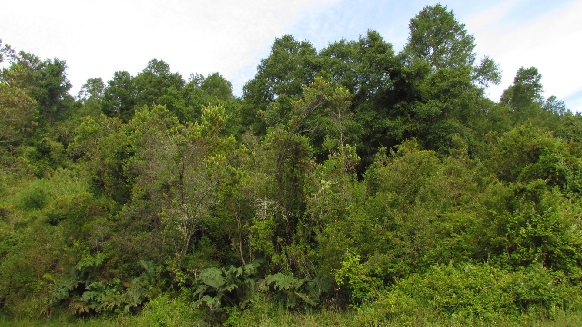 Bosque de Nothofagus en la Reserva Natural El Natri, Contulmo, Región del Biobío.