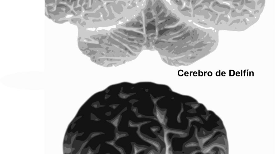 Comparación entre un cerebro de delfín y uno humano.