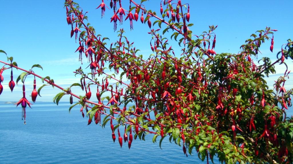 Fuchsia magellanica (Foto: Gloria Rojas) Fuchsia magellanica (Foto: Gloria Rojas)