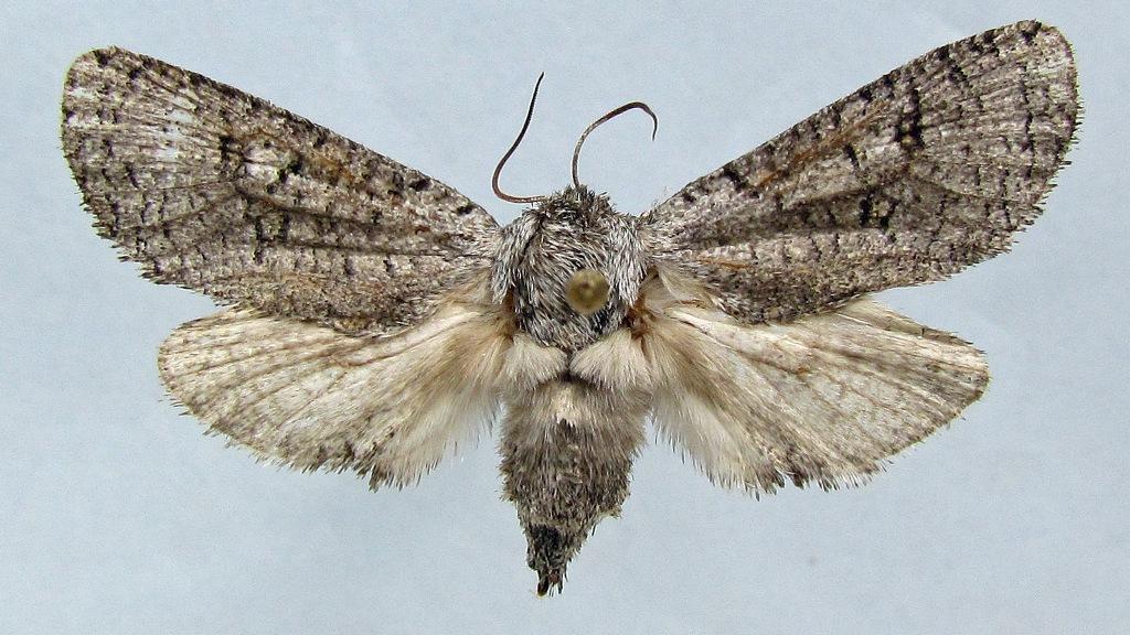 Chilecomadia moorei, adulto. Chilecomadia moorei, adulto.