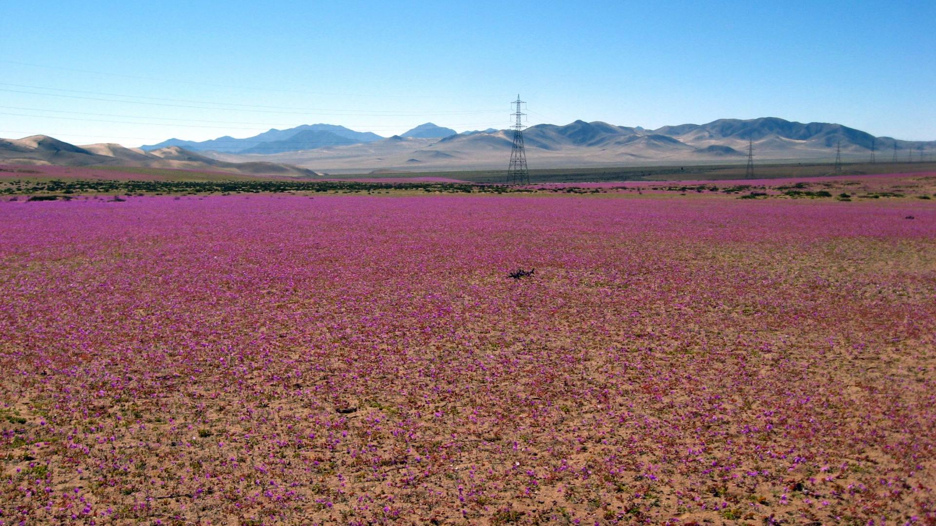 Cistanthe grandiflora (Foto: Jaime Acevedo). Cistanthe grandiflora (Foto: Jaime Acevedo).
