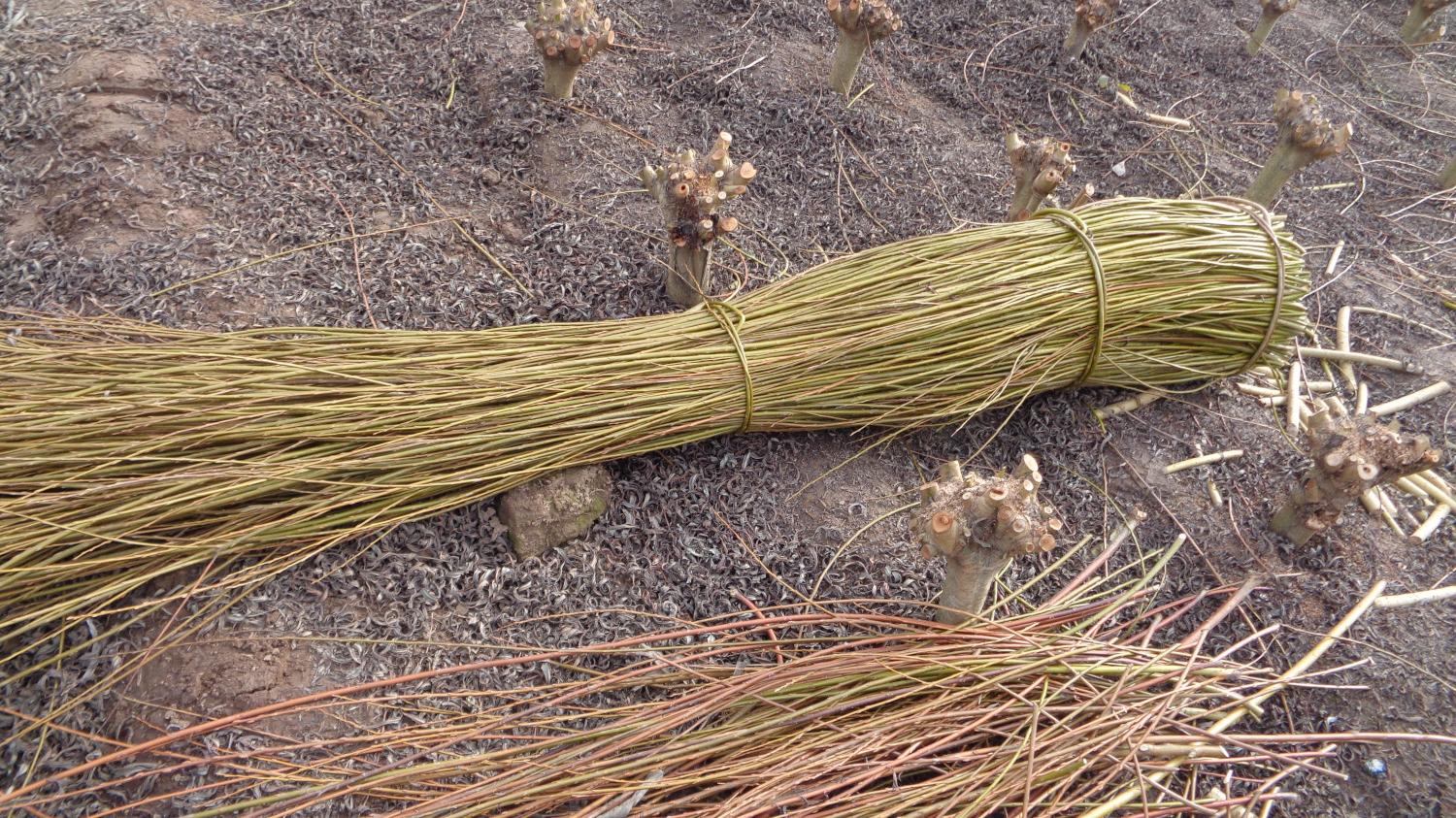 Cosecha de mimbre. (Foto: Franciasco Urra).