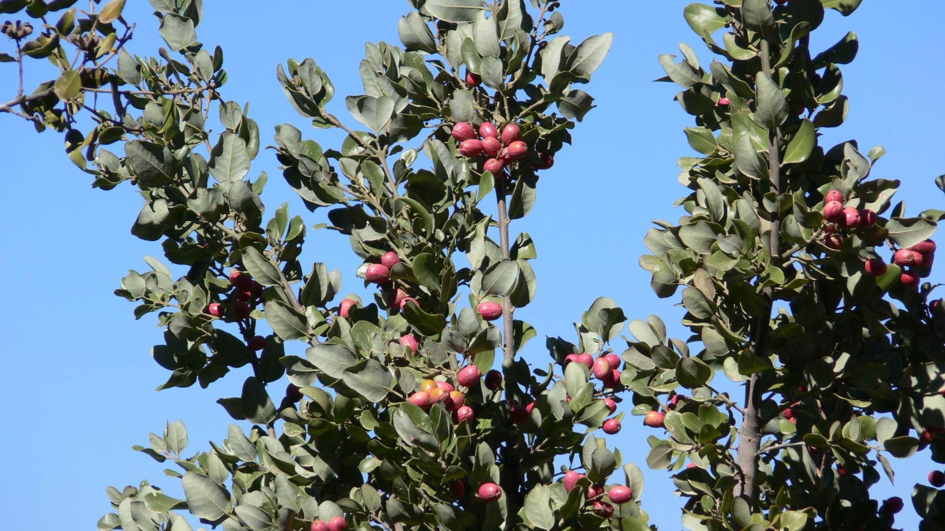 Cryptocarya alba, peumo (Foto: Gloria Rojas)