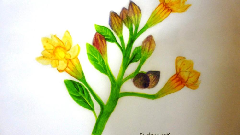 Ilustración presente en la exposición «Malesherbias» del MNHN.