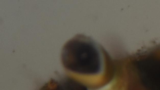 Cabeza de un cangrejo de la especie Aegla abtao, con algunos ejemplares de Temnocephala ocultos bajo el ojo derecho.