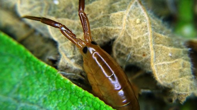 Un típico talítrido semiterrestre. Ejemplar macho de Transorchestia chiliensis (Milne-Edwards, 1840), oculto entre la vegetación supramareal de una playa ubicada en Manquemapu, Comuna de Purranque, Región de Los Lagos (31 de enero de 2018).