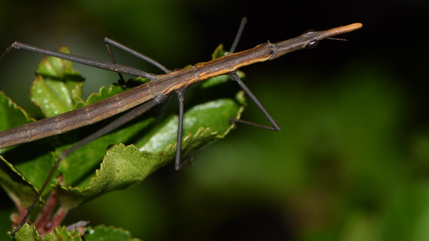 Insecto sobre follaje de lengas de la cordillera de Nahuelbuta. La primera pregunta que surge es: ¿Qué insecto es este? Podríamos responder una langosta-palote de la familia Proscopidae, pero esta respuesta no sería suficiente para el naturalista: él que