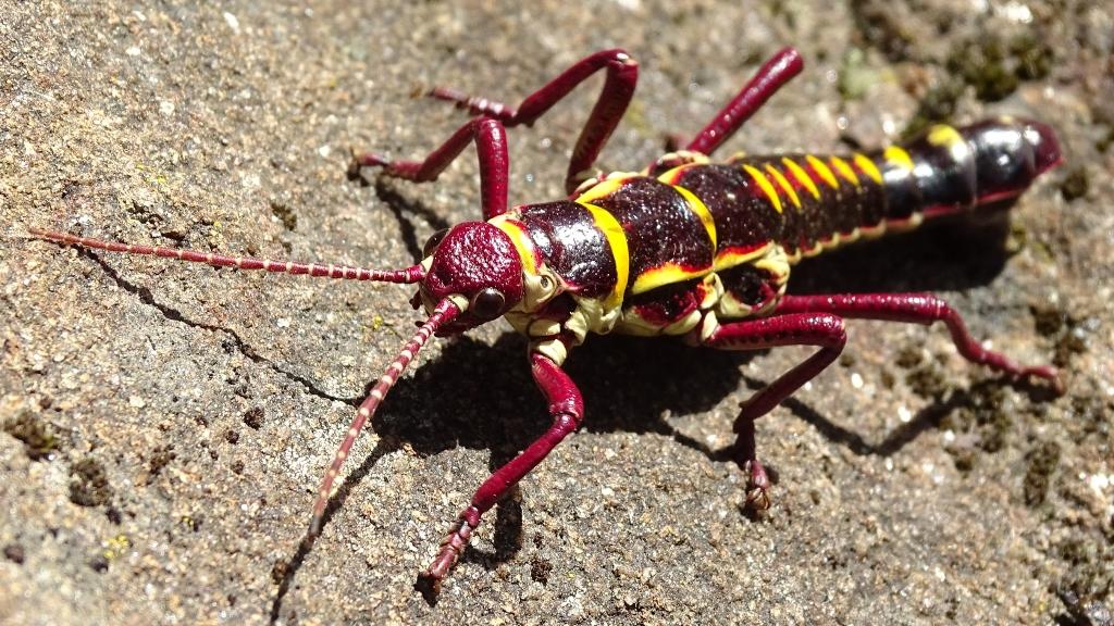 Un ejemplar macho de Agathemera elegans (Philippi, 1863) (Cordillera de Nahuelbuta, 25 de enero de 2017).