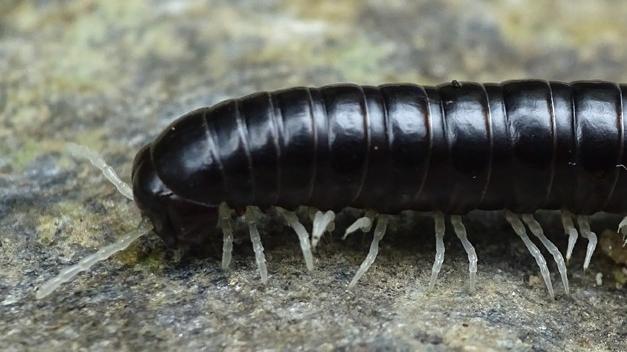 Milpiés en una visita nocturna al bosque costero del sendero el Galpón, en la localidad de Manquemapu, Purranque