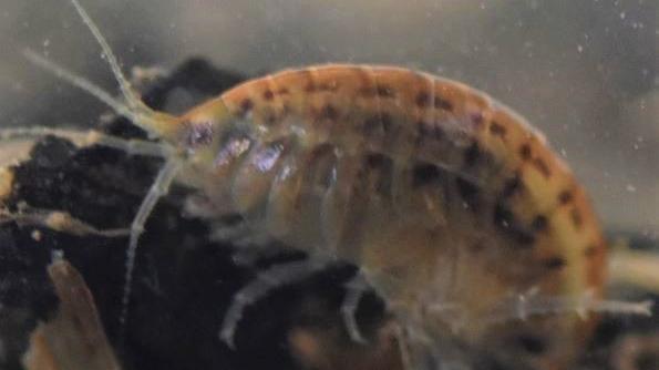 Hyalella chiloensis, un anfípodo dulceacuícola descrito en 2003. Es una especie común en el centro-sur de Chile. Hyalella chiloensis, un anfípodo dulceacuícola descrito en 2003. Es una especie común en el centro-sur de Chile.