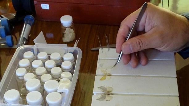 Montaje de especímenes en terreno, una de las primeras etapas en las investigaciones taxonómicas de invertebrados que se desarrollan en el MNHN. Montaje de especímenes en terreno, una de las primeras etapas en las investigaciones taxonómicas de invertebrados que se desarrollan en el MNHN.