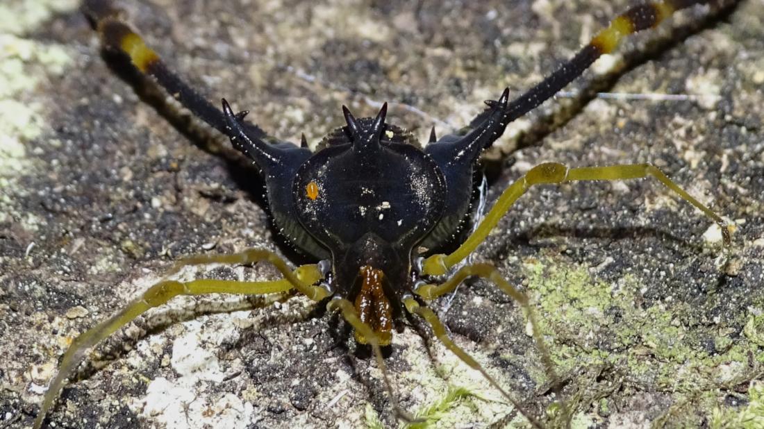 Ejemplar macho de Neogonyleptes sp., una de las especies nuevas descubiertas en este estudio. Ejemplar macho de Neogonyleptes sp., una de las especies nuevas descubiertas en este estudio.
