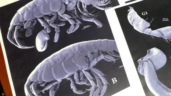 Las imágenes de la nueva especie de anfípodo, tomadas con un microscopio electrónico de barrido Las imágenes de la nueva especie de anfípodo, tomadas con un microscopio electrónico de barrido