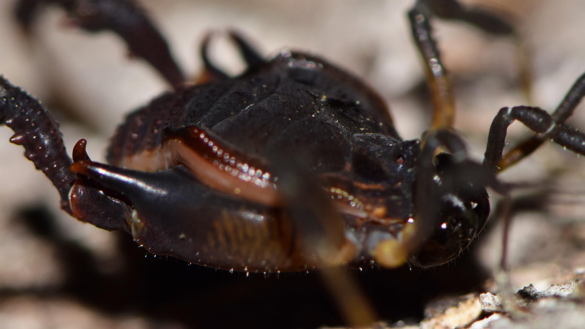 Un ejemplar macho de Gyndulus roeweri, de la cordillera de Nahuelbuta, una especie que debe ser transferida a Metagyndes.