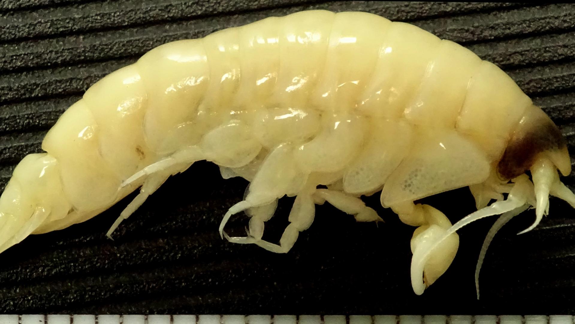 Uno de los ejemplares hembras de Trischizostoma crosnieri encontrados a 874 metros de profundidad frente a Concepción. Uno de los ejemplares hembras de Trischizostoma crosnieri encontrados a 874 metros de profundidad frente a Concepción.