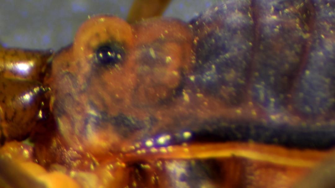 Osornogyndes tumifrons en vista lateral. Osornogyndes tumifrons en vista lateral.