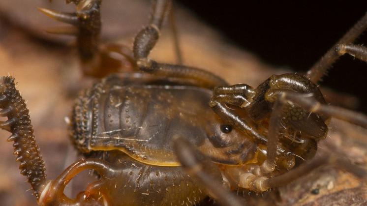 Un macho de Nanophareus bosqenublado, fotografiado en Zapallar, región de Valparaíso. © Bernardo Segura.