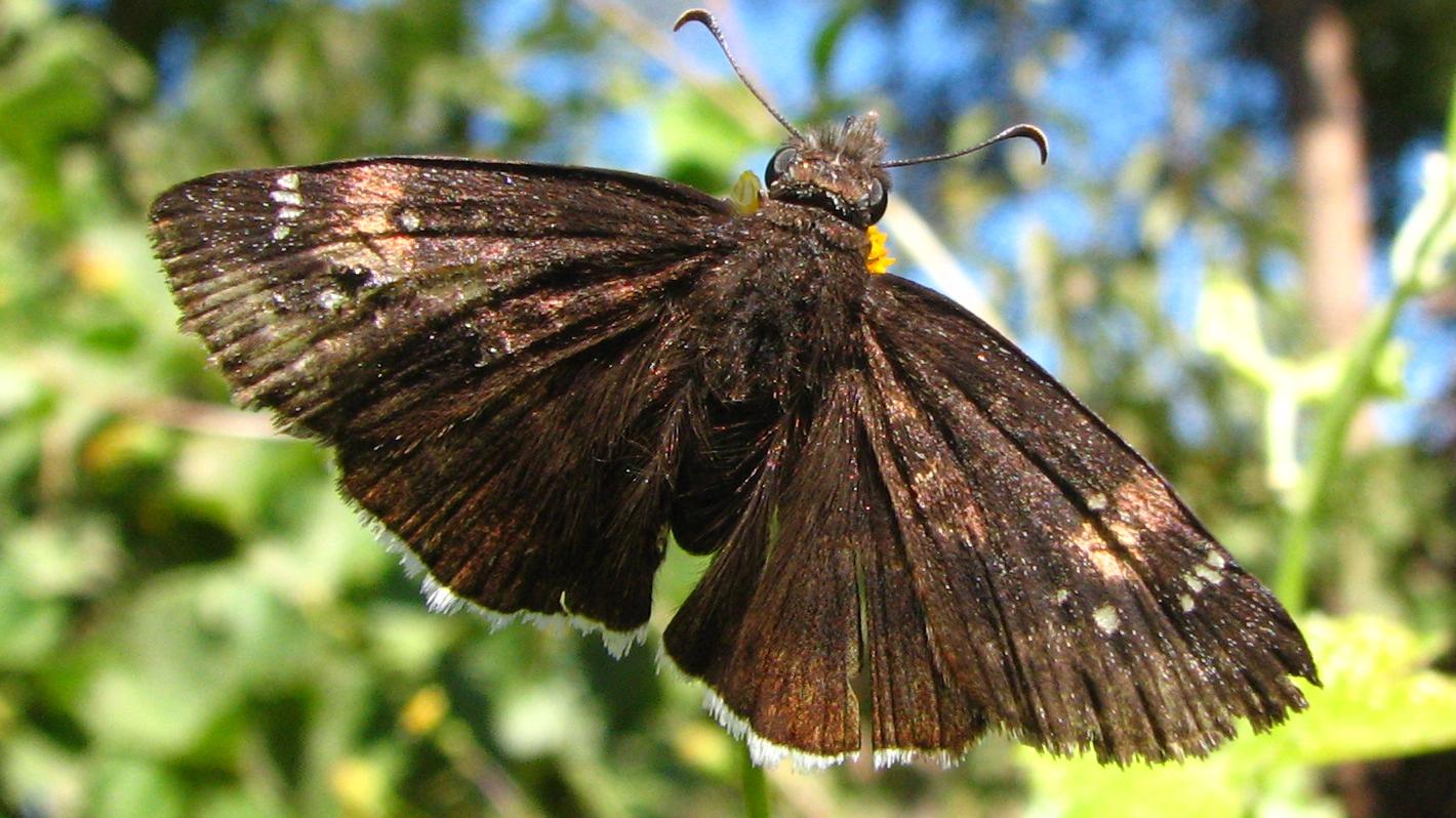 Erynnis funeralis, ejemplar observado en otoño.