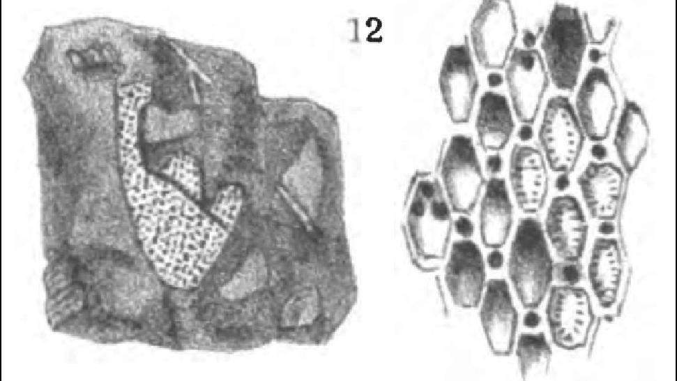 Eschara colchaguensis Eschara colchaguensis