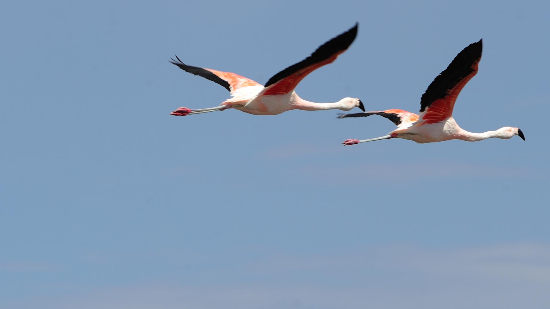 Flamenco chileno (Phoenicopterus chilensis).