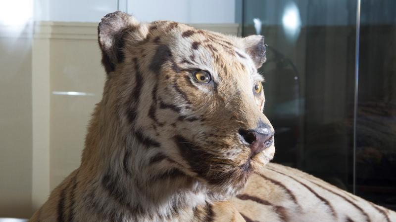 Tigre de Bengala taxidermizado