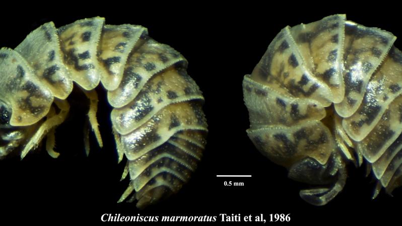 Chileoniscus marmoratus Taiti et al., 1986, ejemplar hembra extendido (izquierda) y conglobado (derecha). Chileoniscus marmoratus Taiti et al., 1986, ejemplar hembra extendido (izquierda) y conglobado (derecha).