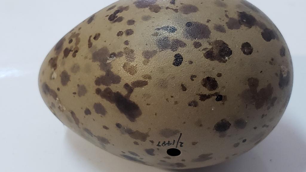 Huevo manchado de “queltehue” de la colección de ornitología del MNHN. (Fotografía: Herman Núñez). Huevo manchado de “queltehue” de la colección de ornitología del MNHN. (Fotografía: Herman Núñez).
