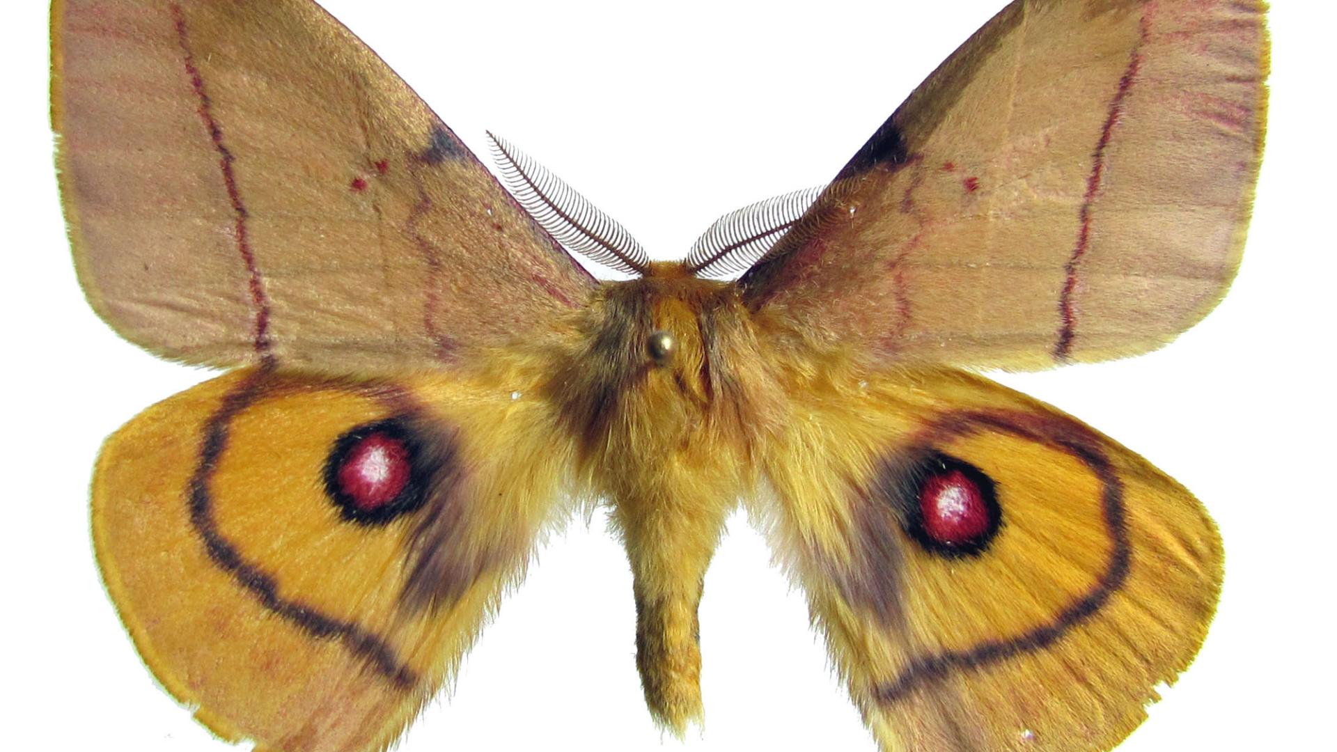 Adetomeris erythrops (Blanchard). Adetomeris erythrops (Blanchard).
