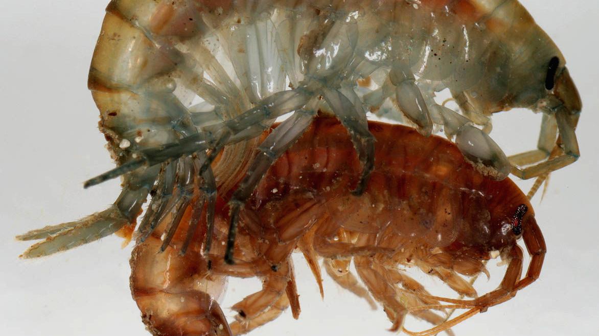 Una pareja de anfípodos (Gammarus sp.) en amplexo, donde el macho lleva a la hembra hasta que ésta se encuentre preparada para depositar los huevos, que entonces serán fecundados Una pareja de anfípodos
