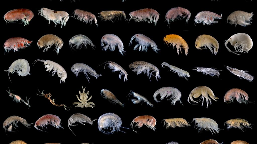 Diversidad de especies del orden Amphipoda. Foto: https://goo.gl/QXwWlD