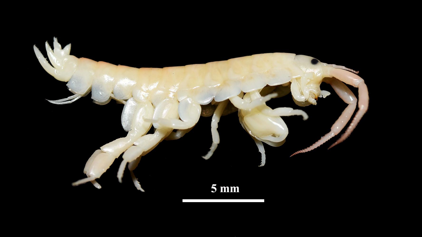 Individuo macho adulto de Transorchestia chiliensis (Milne-Edward, 1840). Individuo macho adulto de Transorchestia chiliensis (Milne-Edward, 1840).