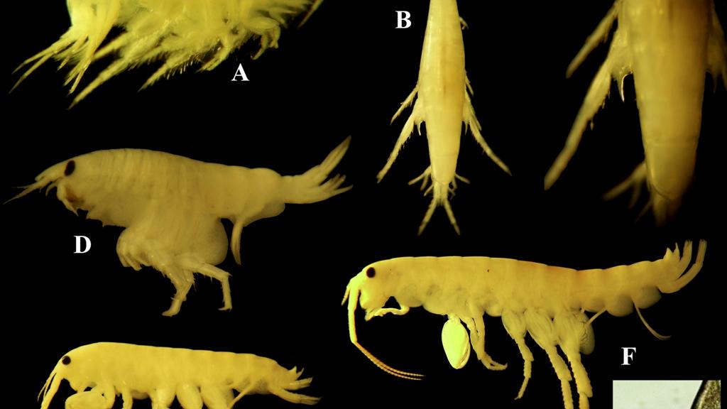 Nuevas especies de anfípodos descubiertas en la expedición al norte. A. Eudevenopus sp. en vista lateral. B. Eudevenopus sp. en vista dorsal. C. detalle del diente en la base del último pereópodo. D. Pseudfoxiphalus cf. setosus. E. Eorchestia sp. y F. Ta