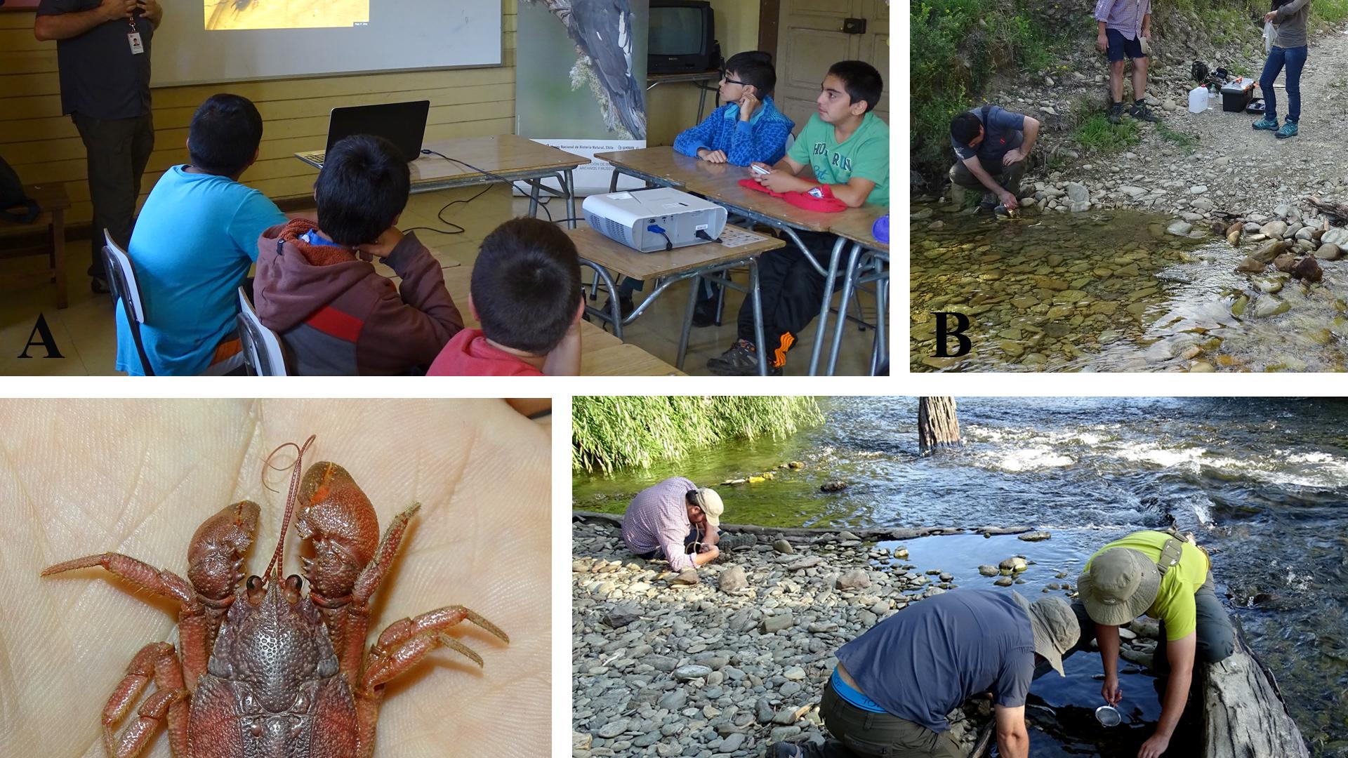 Figura 2. A: Francisco Urra, curador de Entomología hablando de insectos frente a niños de la escuela de Hueyusca. B: Francisco Urra, Andrés Fierro y Cynthia Vásquez colectando Aegla hueicollensis en riachuelo cercano a Hueyusca. C: Ejemplar macho de Aegla hueicollensis. D: En primer plano Francisco Urra y Jorge Pérez Schultheiss buscando peces gato Trichomycterus areolatus; al fondo Andrés Fierro colectando coleópteros de ribera mediante un aspirador entomológico.