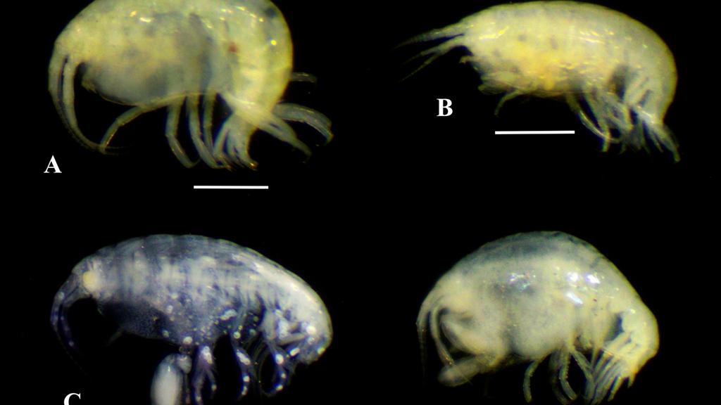 Un macho (A) y una hembra (B) de Stenothoe georgiana, y un macho (C) y hembra (D) de Stenothoe valida. Las escalas representan 1 mm de longitud.   