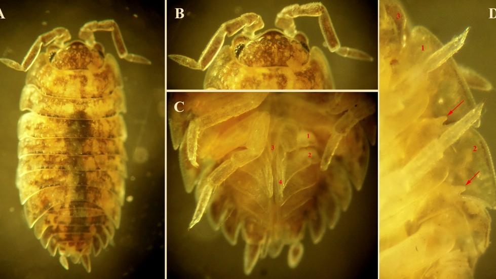 Ejemplares determinados como miembros de Porcellionidae. Véase los pulmones pleopodales en los números 1 y 2 de la figura C.