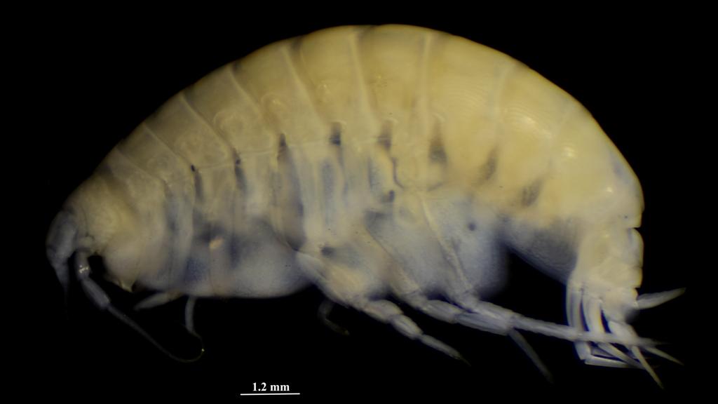 Ejemplar de Uristes paramoi 