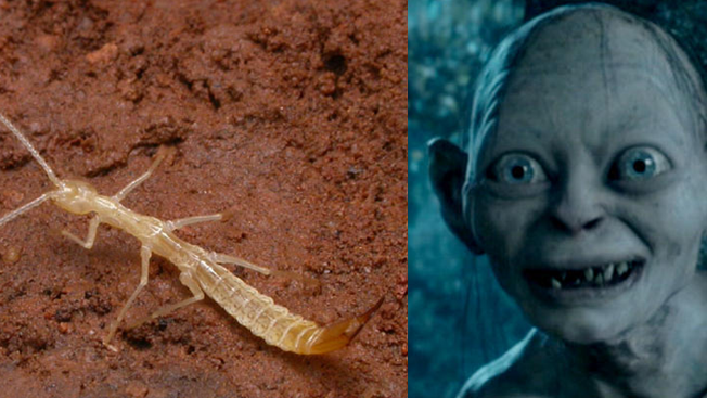 Gollumjapyx smeagol, un insecto subterráneo bautizado como la criatura del Señor de los Anillos. Gollumjapyx smeagol, un insecto subterráneo bautizado como la criatura del Señor de los Anillos.