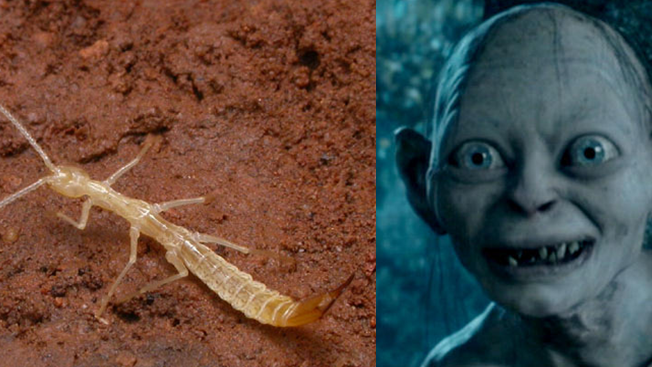 Gollumjapyx smeagol, un insecto subterráneo bautizado como la criatura del Señor de los Anillos.