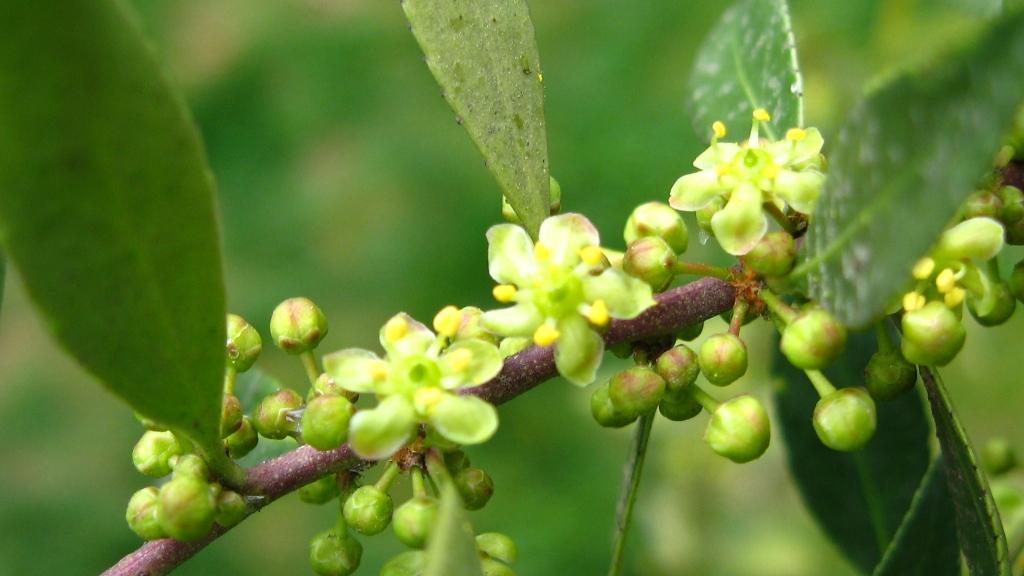 Flores de Maytenus boaria (foto: Jaime Acevedo).