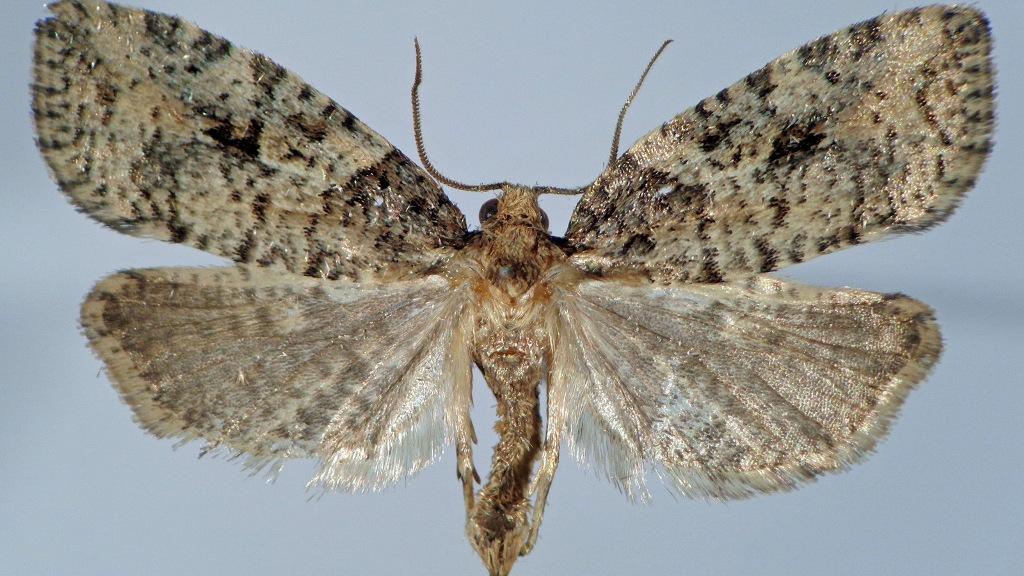 Foikeulia razowskii (Lepidoptera: Tortricidae) (escala = 5 mm).