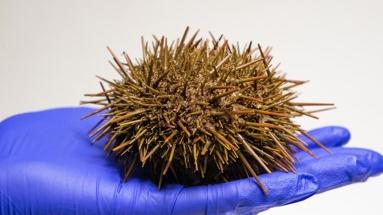 Erizo Rojo Comestible: Loxechinus albus. Erizo Rojo Comestible: Loxechinus albus.