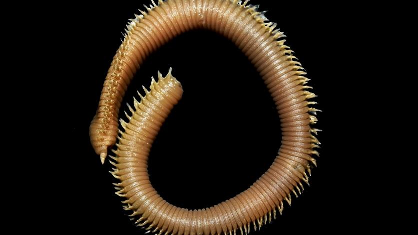 Paratipo de Scoloplos juanfernandezensis. Paratipo de Scoloplos juanfernandezensis.