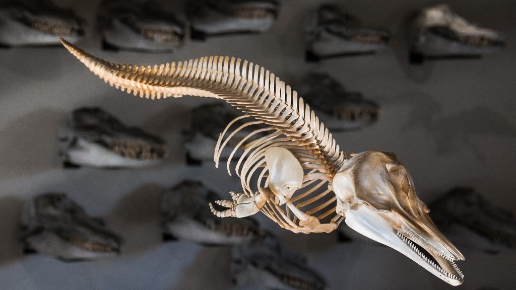 Esqueleto de Delfín Chileno (Cephalorhynchus eutropia).