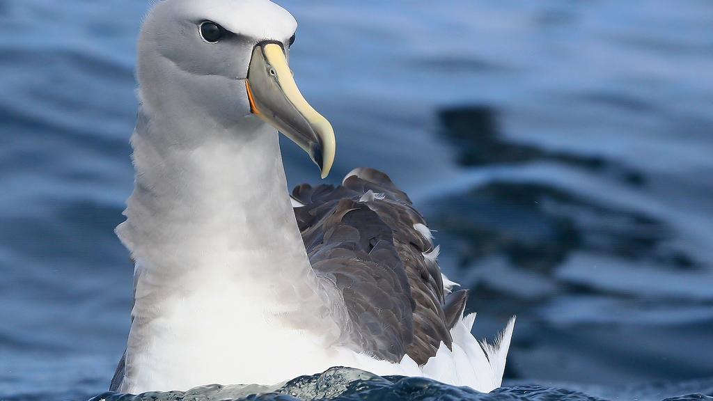 Albatros de Salvin (Thalassarche salvini), (Foto: Pablo Caceres Contreras, CC) Albatros de Salvin (Thalassarche salvini), (Foto: Pablo Caceres Contreras, CC)